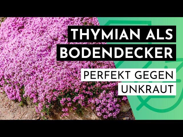 Thymian als Bodendecker – wunderschön und perfekt gegen Unkraut