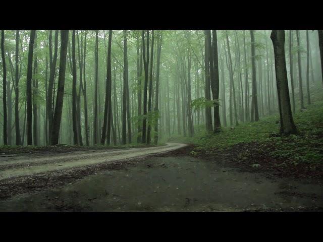 Rain Sounds 8 Hours / The Sound of Rain Falling in a Foggy Forest / Relaxing