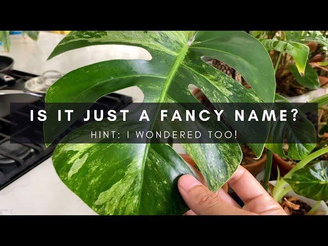Is the Variegated Mint Monstera Real? (or is it just an albo?) | Ep 118