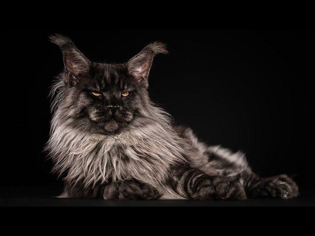 The Maine Coon cat with the Paws of a Bear
