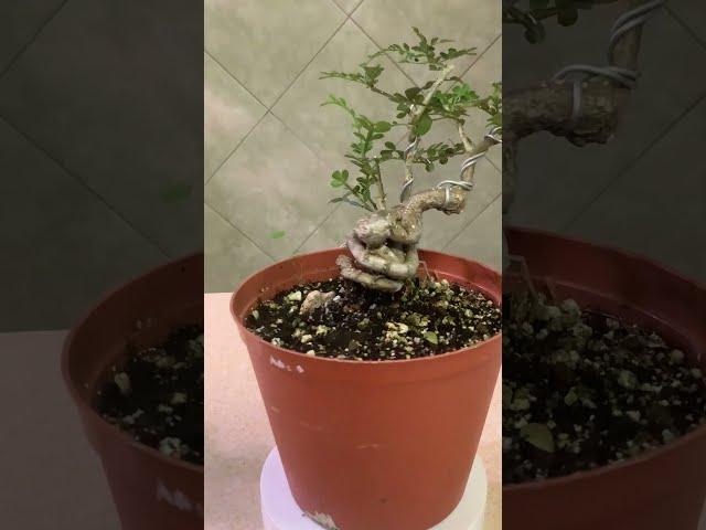 The Tropical Bonsai Inc. Orange Rutaceae Bonsai