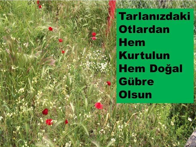 Yabani Otlardan İlaçsız Olarak Kurtulun %100 Çözüm