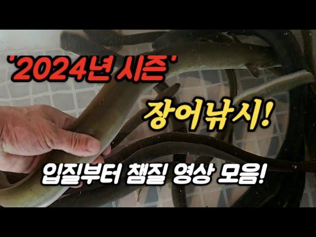 2024년 '장어낚시' 시즌마감! 입질부터 챔질 영상 모음!