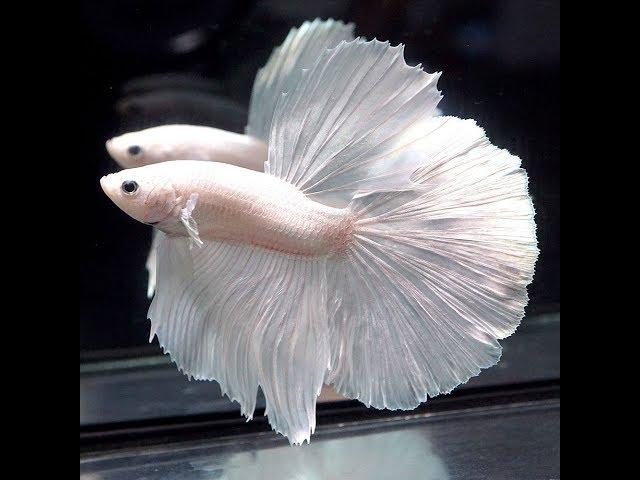 GRADE AAA Live Betta Fish WHITE PLATINUM Halfmoon HM (Male) -582-