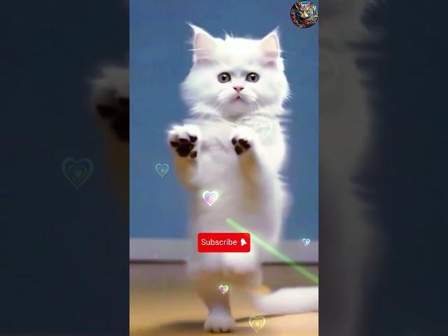 Cute cat nice dance  #aicat #dancingcat #shorts