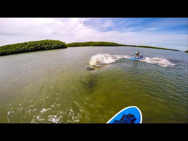 Manatees Charge SUP Paddleboarders