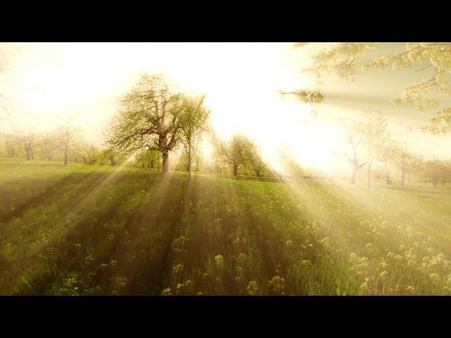 sun rays sunbeam trees silhouette background beaming light nature fantasy r4libwpr  D