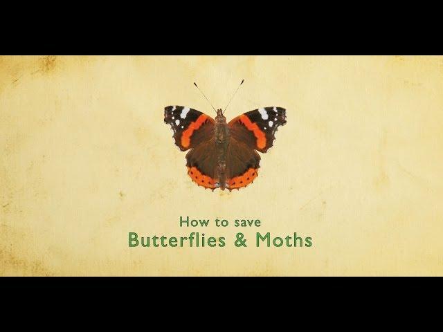 How to Save Butterflies and Moths | Butterfly Conservation