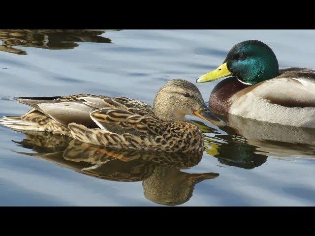 Утки прикольно крякают, Funny ducks quack