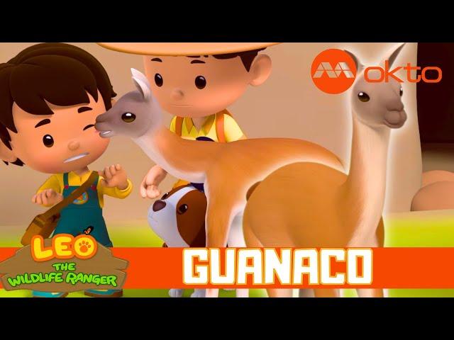 JUNIOR RANGERS Rescue Lost GUANAKO ‍️| Leo the Wildlife Ranger Spinoff S6E13 | @mediacorpokto