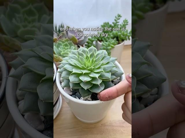 MISTAKES MAY KILL YOUR SUCCULENTS