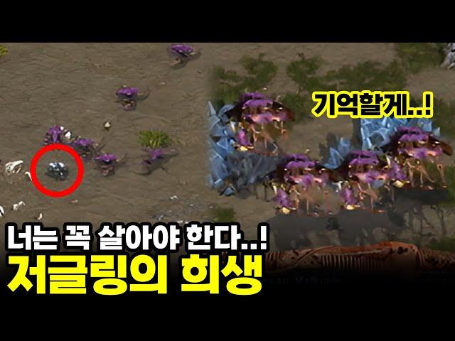 눈물 없이 볼 수 없는 저글링의 살신성인 |  김명운, 정명훈 (스타 명경기, 고화질)