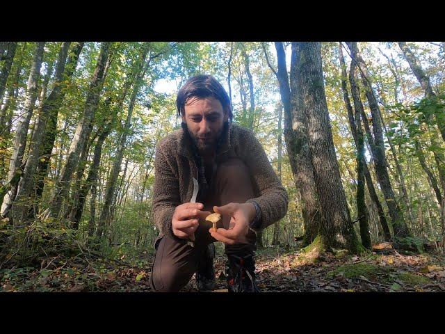 How to forage mushrooms - Pied de Mouton  AKA The Hedgehog mushroom #hedgehog #mushroom #forage