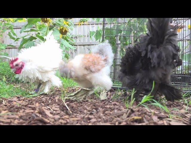 Non-profit 'Adopt-a-Chicken' helping people appreciate poultry