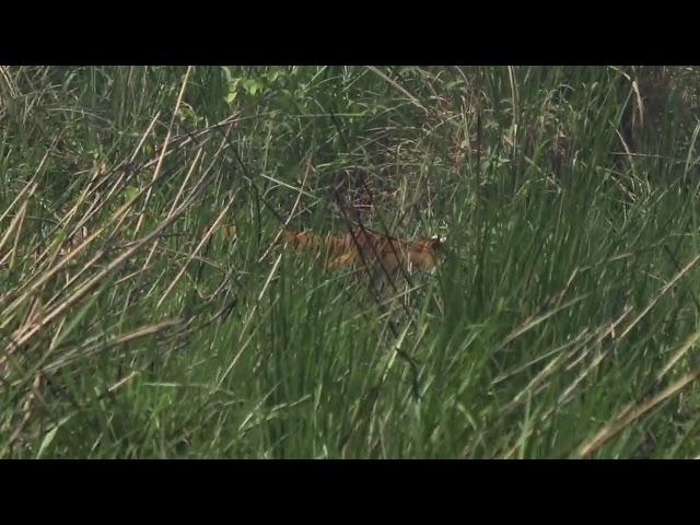 Rare video, Tiger during the hunting @ Chitwan National Park, Nepal.