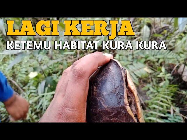 MENEMUKAN HABITAT TEMPAT TINGGAL KURA KURA LANGKA