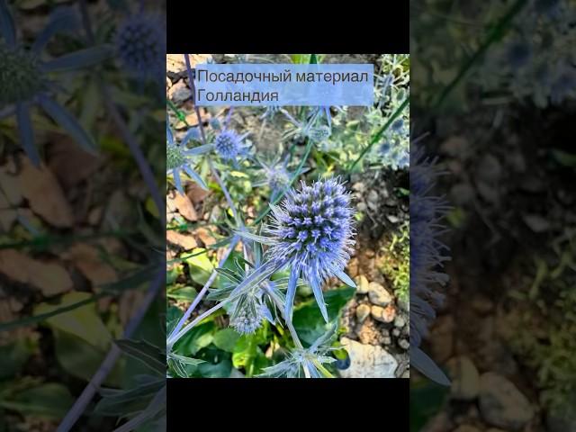 Синеголовник/эрингиум. Продажа корни/саженцы. Реальное фото и видео #цветы #синеголовник #flowers