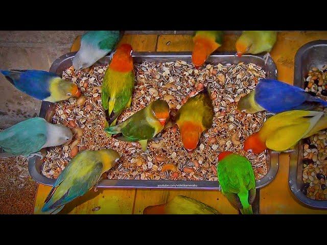 Lovebirds Meal Time: Mixed Seeds, Beans and Nuts - February 2024