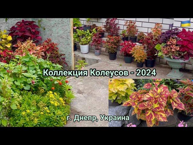 Колеусы в моем саду - новая коллекция, лето  2024 / Garden Coleus