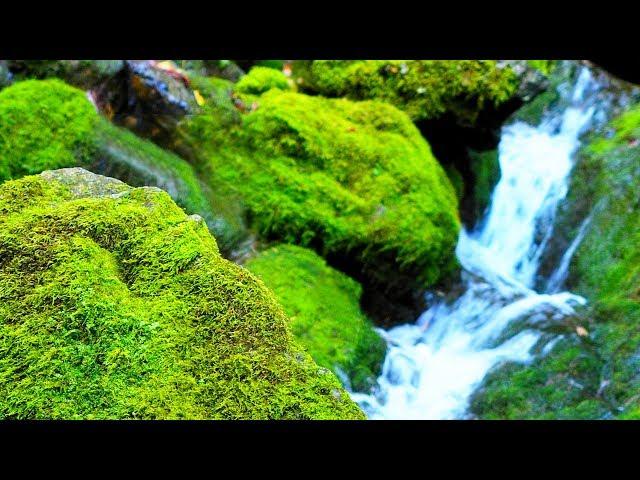 Relaxing Guitar Music | Peaceful Music for Meditation, Stress Relief, Massage (Springhill)