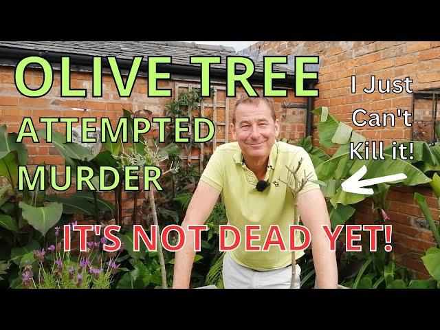 OLIVE TREE EXTREME PRUNING | olive tree care