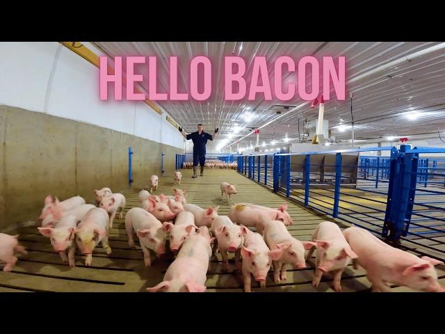 Baby Pigs & Corn Harvest