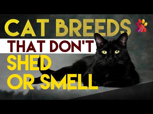 10 Cat Breeds That Don’t Shed or Smell | Wiggle Paw