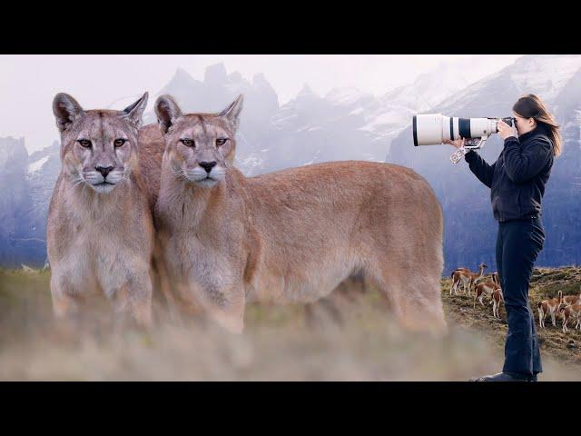 Incredible Moment with a Mother Puma and Cub!  The Reality of Puma Photography in Patagonia