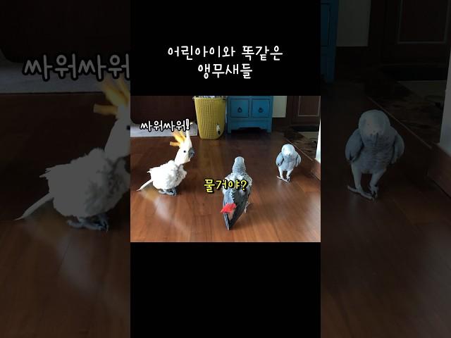 사람 말로 싸우는 앵무새 / 숨어있는 3가지 포인트 #다시보고싶은영상 #2019년
