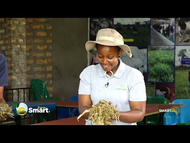 Cattle Farming - Feeds Mixing, Feeding & Structural Designing.