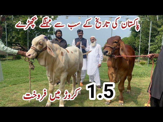 Pakistan Ki History k sb sy Mehngy Bachry ll The Most Expensive Brahman Calves Sold in Pak History