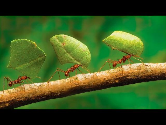 Why do these ants cut leaves? Leaf-cutting ants.