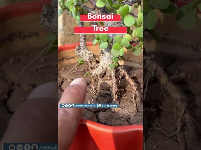 Bonsai Ki Duniya: Adenium Bonsai, Ficus Bonsai aur Bonsai Pot Ki Poori Jankari #ficusbonsai