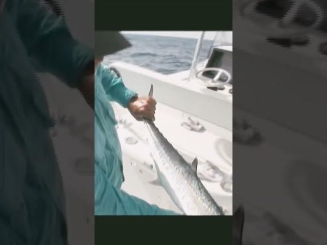 Catch AND release of Kingfish off coast of Georgia. Charter Capt. Mark Noble Saint Simons Island GA