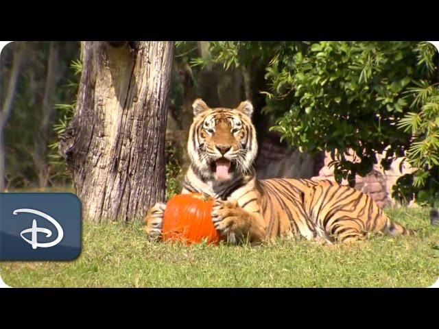 Wildlife Treated to Halloween Pumpkins | Disney's Animal Kingdom