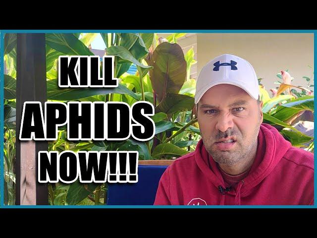 How to Get Rid of APHIDS