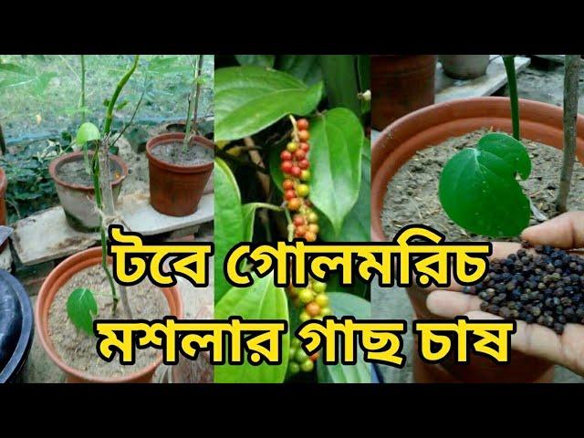 টবে গোলমরিচ মশলার গাছ চাষ পদ্ধতি/How to grow and care Black Pepper plant in pot