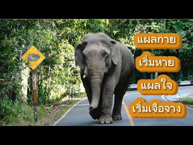 พร้อมลัลล้า พี่เดี่ยวมาแล้ว (แผลเริ่มหาย)
