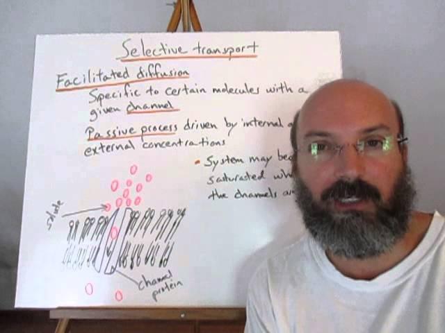 Cell transport