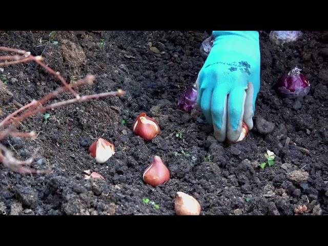 UMN Extension Planting Spring Bulbs: It's Easy!