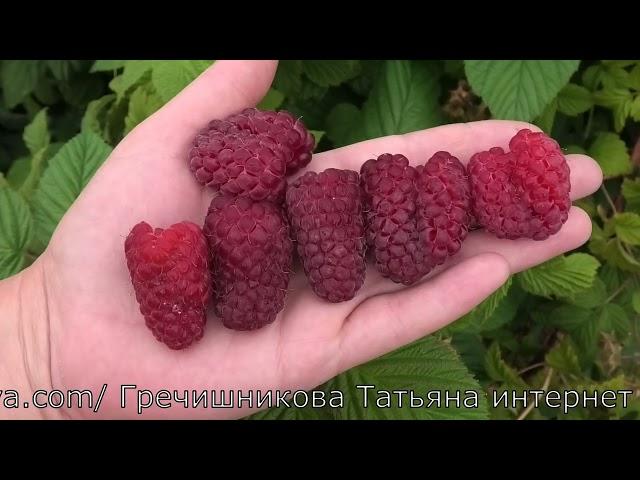 ПШЕХИБА самая крупная малина в летнем сегменте