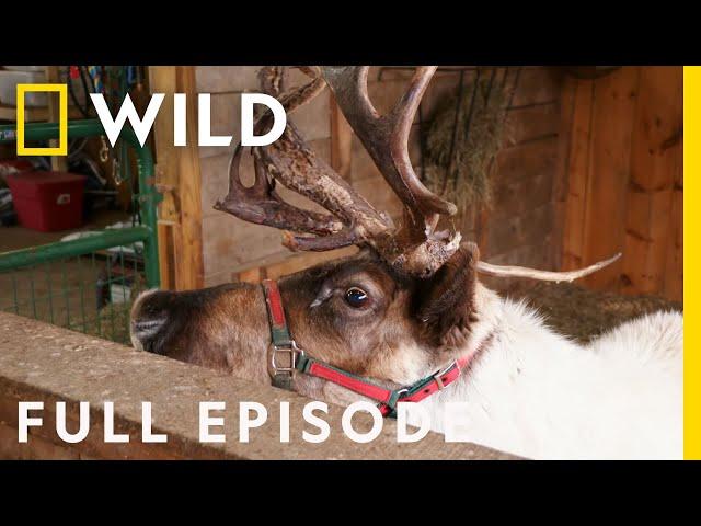 Reindeer Magic (Full Episode) | The Incredible Dr. Pol