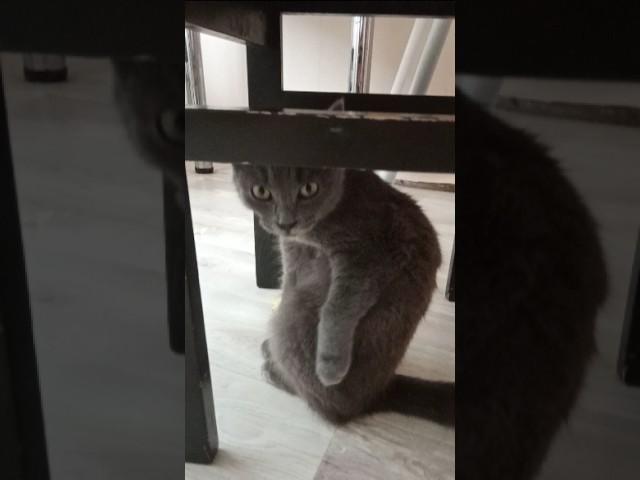 Life of Frosya #cat #cutecat #shortvideo