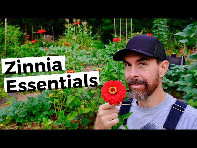 TIPS FOR GROWING GIANT ZINNIAS | BRING DRAMA TO THE GARDEN