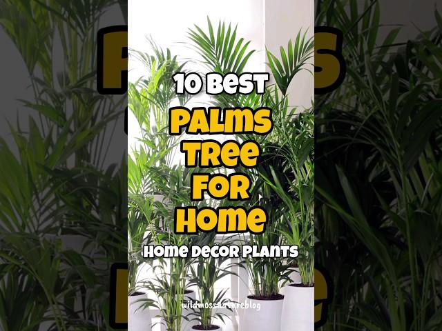 Best palm tree for home / indoor palm tree identification #houseplants #shorts #homegardening