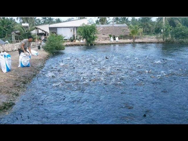 BẠN THẤY CÁ LÓC NHIỀU THẾ NÀY THÒ TAY LÀ BẮT ĐƯỢC, MÔ HÌNH CHĂN NUÔI, Snakedhead Fish