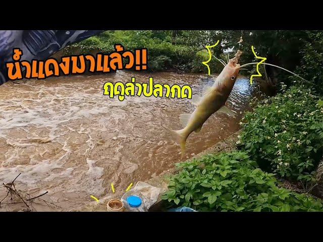 ตกปลากด!! หย่อนเหยื่อคลองเล็กๆ ข้างทาง!! น้ำแดงมาแล้ว ฤดูล่าปลากด
