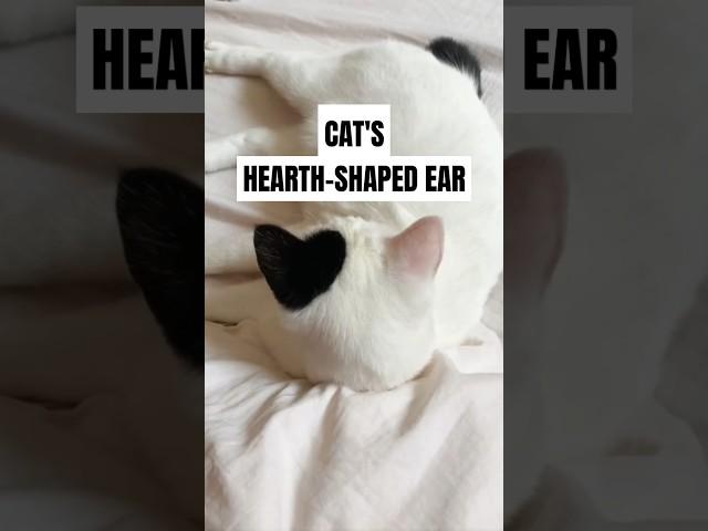 This Cat Has a Heart-Shaped Surprise on Its Ear – Worth More Than a Tesla?!