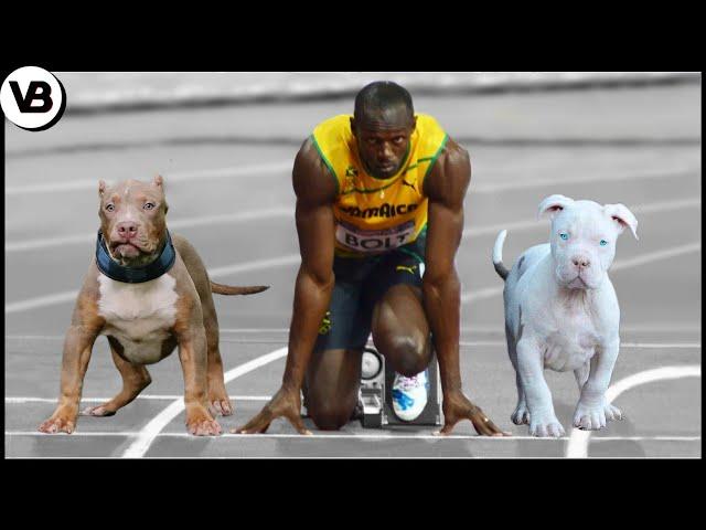 These Dogs Can Run Faster Than Usain Bolt