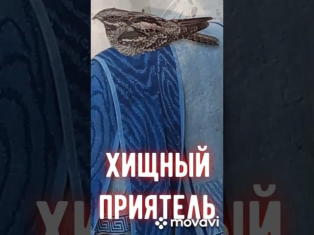 Козодой